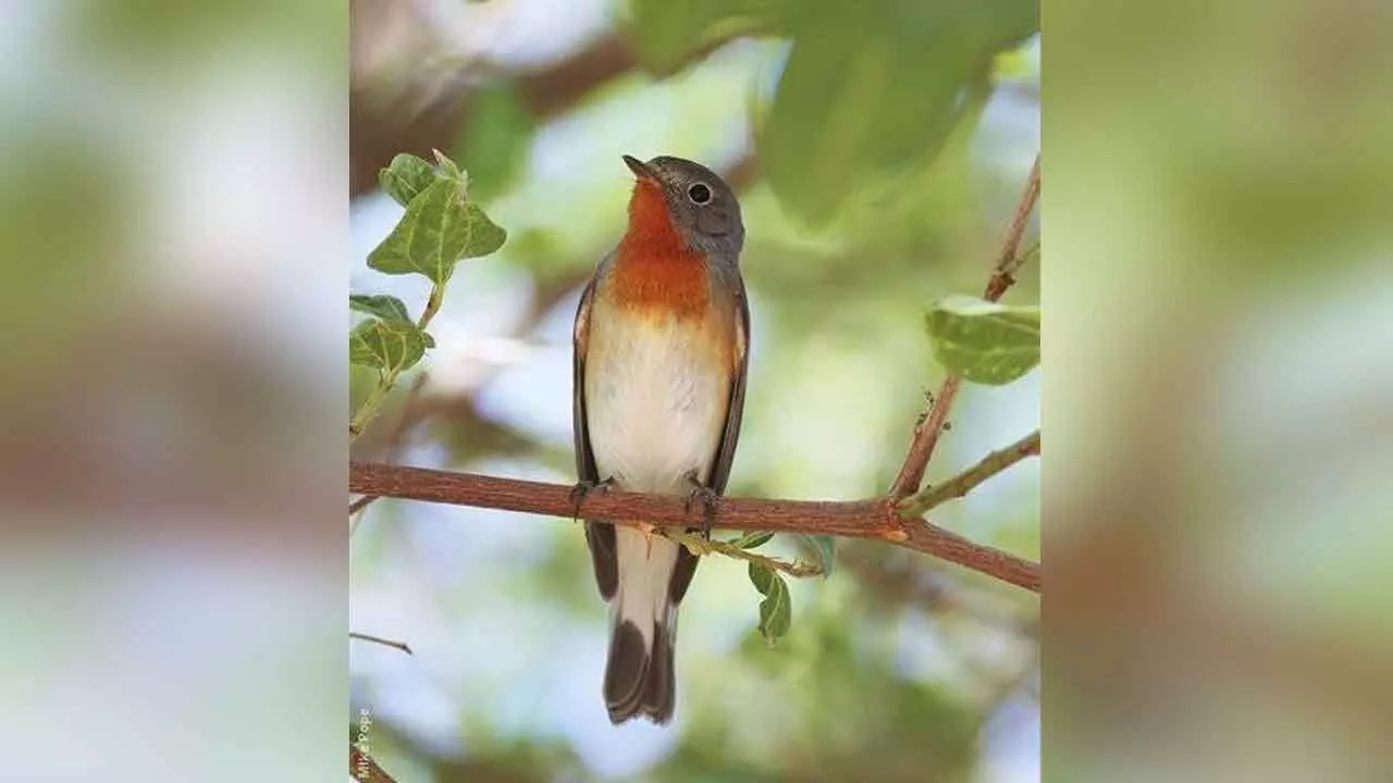 CM Revanth tweets on Red-Breasted Flycatcher, urges for nature conservation