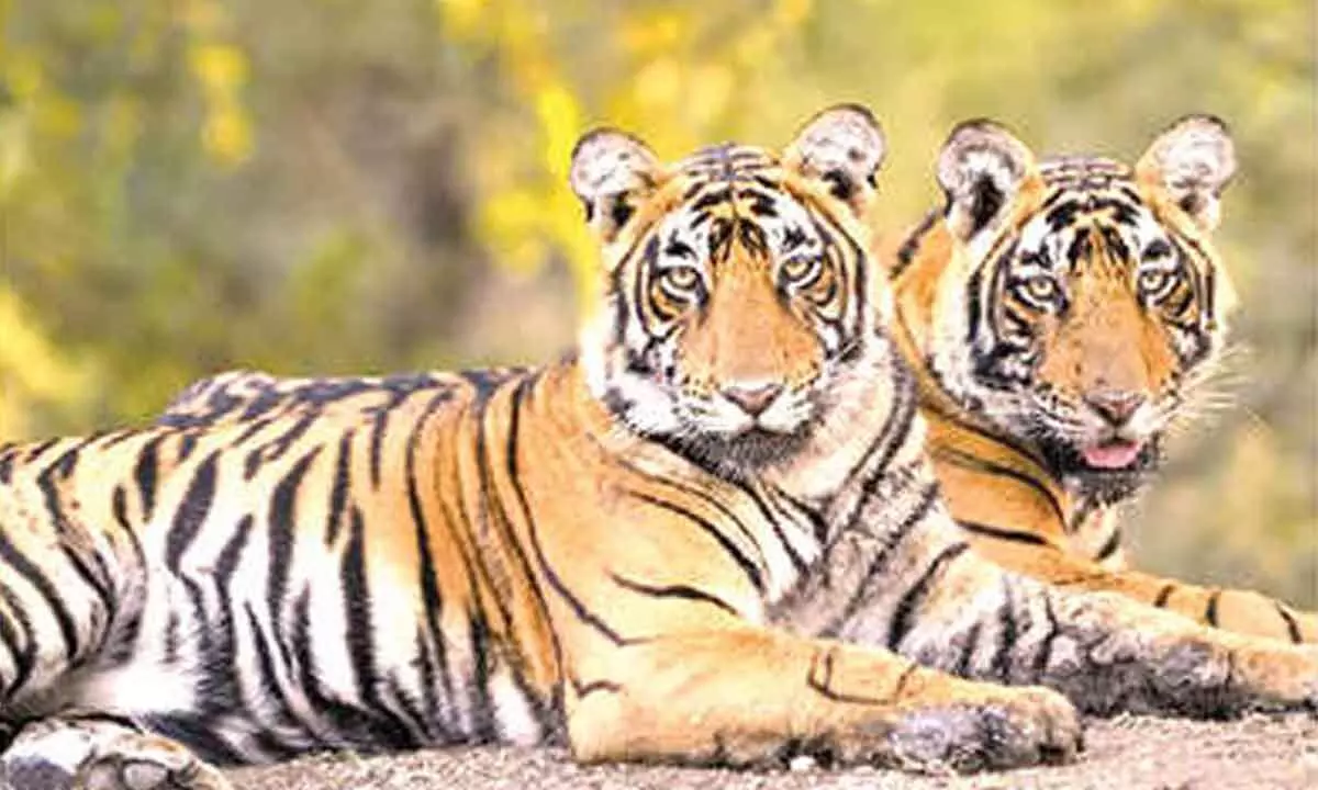 Madhav designated as 8th tiger reserve