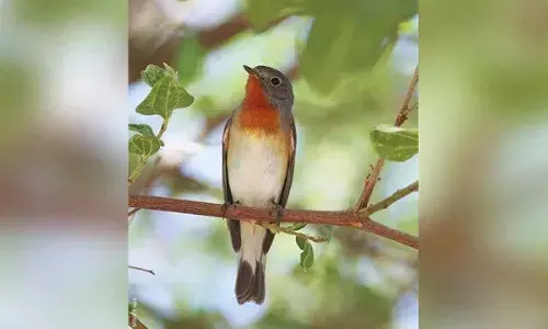CM Revanth tweets on Red-Breasted Flycatcher, urges for nature conservation