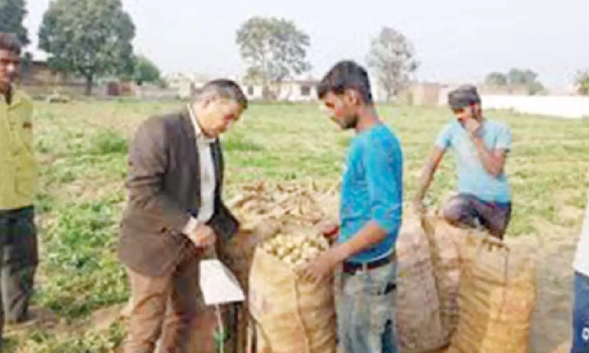 Farmers in Himachal reap bumper harvest of potatoes