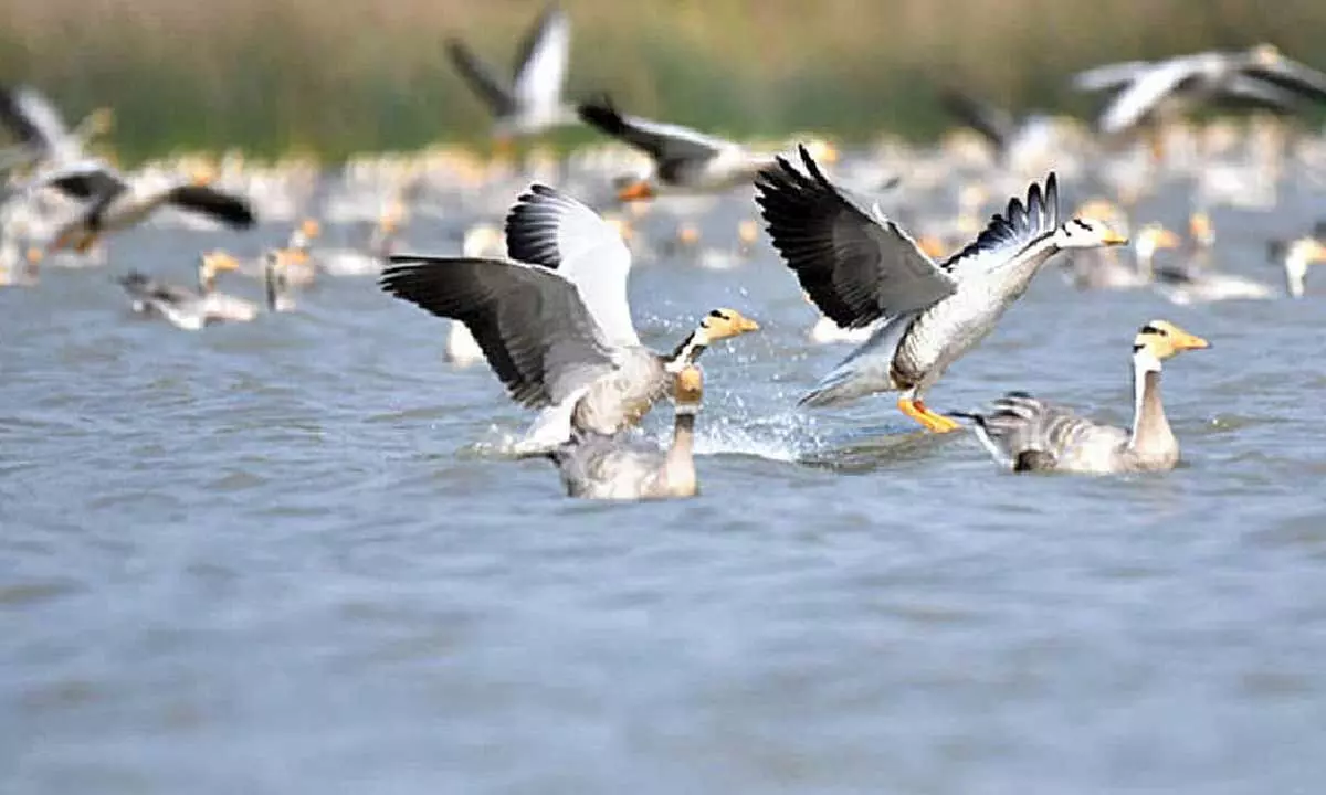 Migratory bird paradise facing growing challenges in Gadag