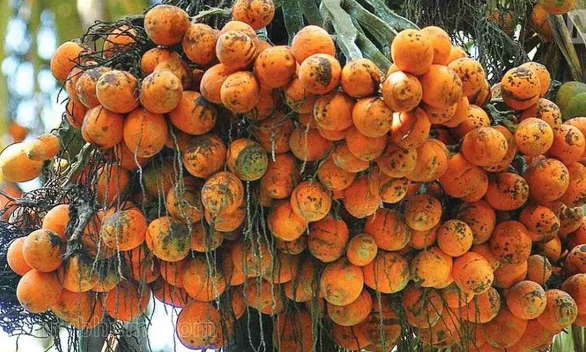 Arecanut Research Gets Green Light: Government Approves Landmark Study