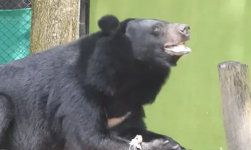 Daffodils English School Adopts Wildlife at Bannerghatta Biological Park