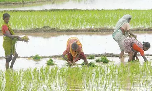 Govt dumps KLIS irrigation facility for this Rabi season