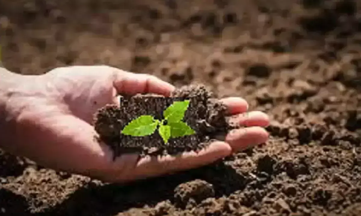 World Soil Day 2024: Importance, History, Messages, and Quotes to Celebrate