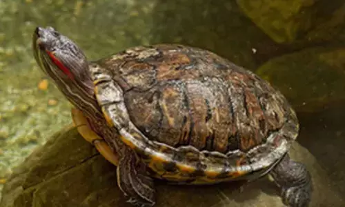 Red-eared slider turtles smuggled from Malaysia seized at Chennai airport