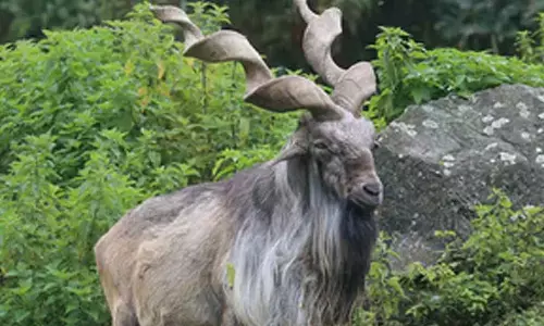 Rare wild goat Markhor seen in J&K’s Baramulla