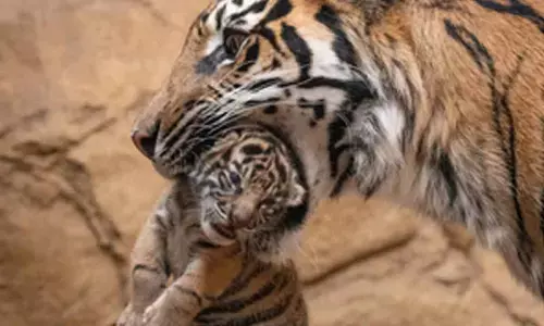 Mother tigress kills her cubs in Bengal Zoo