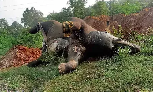 Karnataka witnesses rise in elephant deaths and human-wildlife conflict