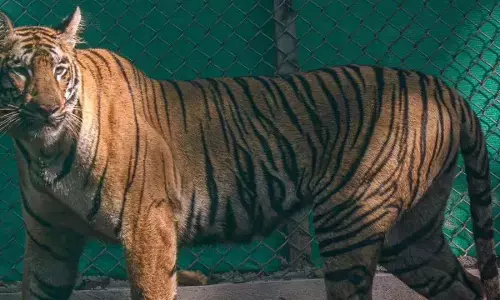 Similipal tigress ‘Zeenat’ enters Jharkhand