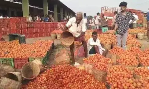Tomato farmers in gloom as prices plummet suddenly