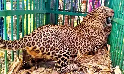 New leopard rescue and rehabilitation centre to come up in Ilavala