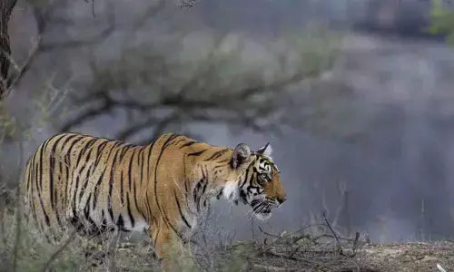 Tiger spotted in Buradakota  Hills Reserve Forest