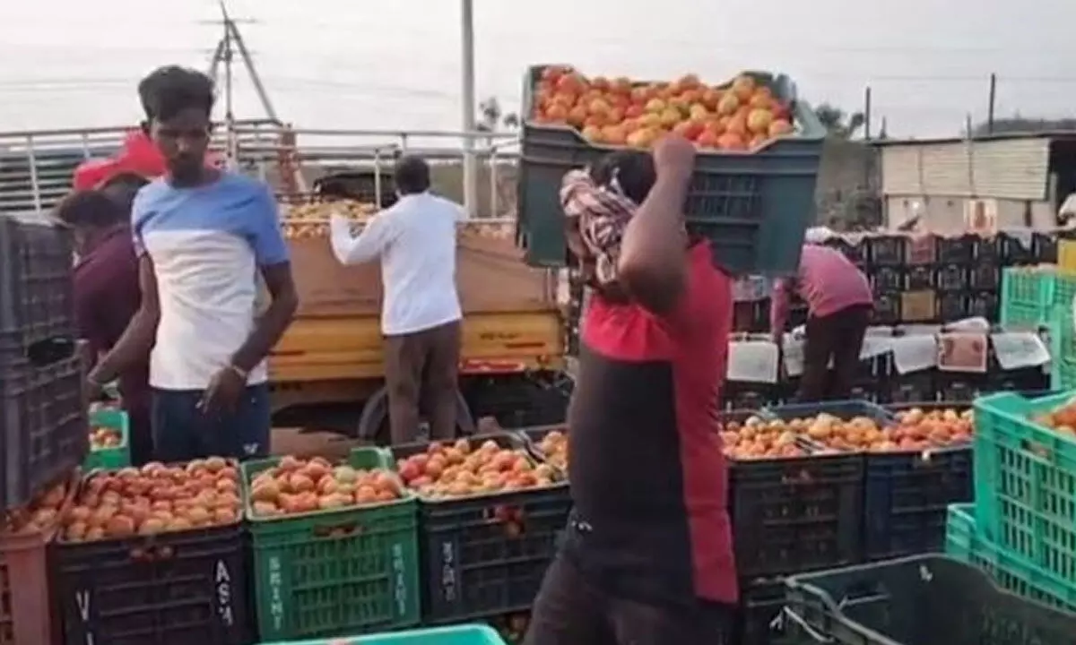 Tomatoes at Pathikonda agriculture market yard