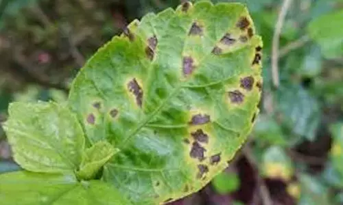 Combat leaf spot disease