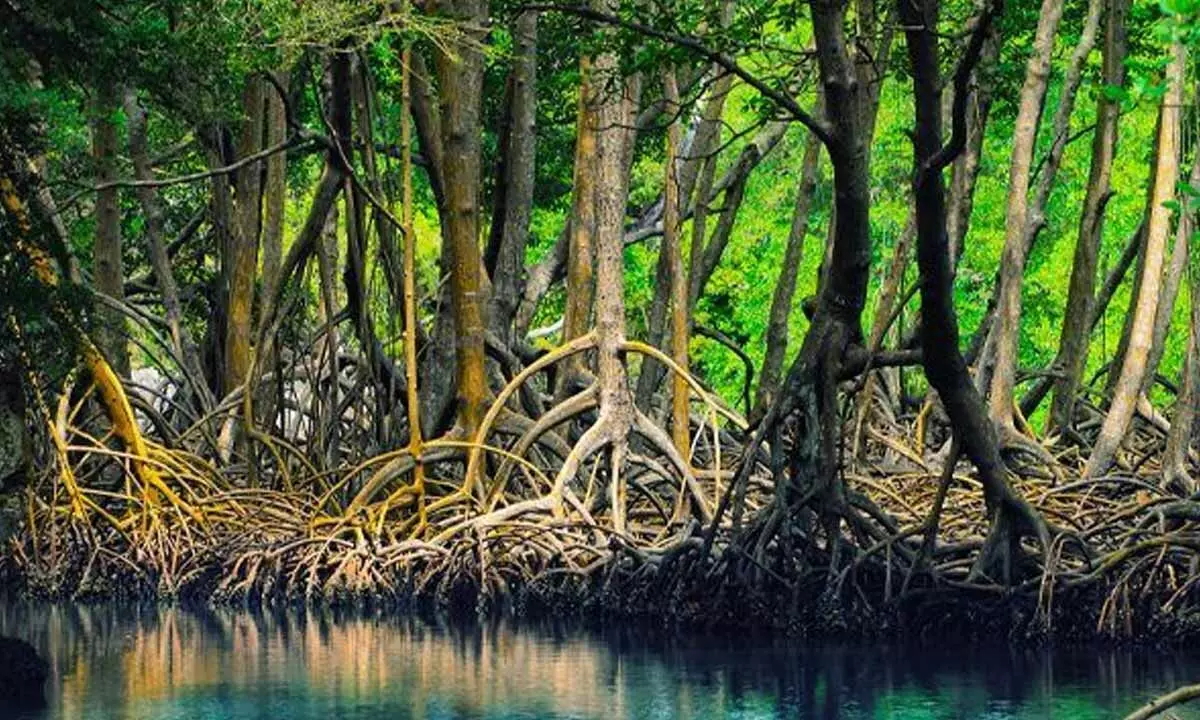 THE MANGROVE BREAKTHROUGH