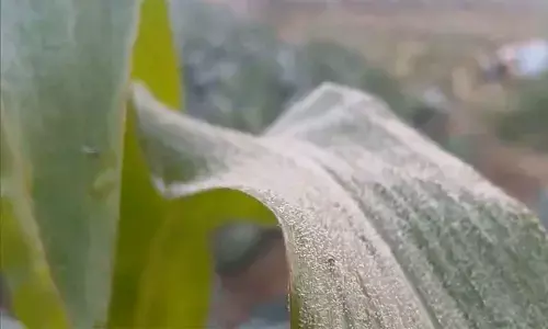 Cold wave sweeps across Odisha