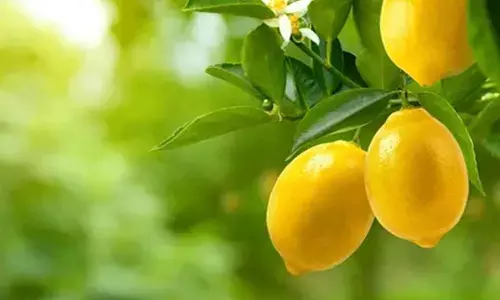 Lime-flavoured memories drive innovation