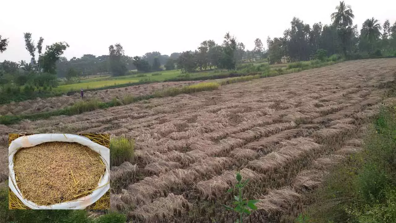 Srikakulam: Millers dominate paddy procurement