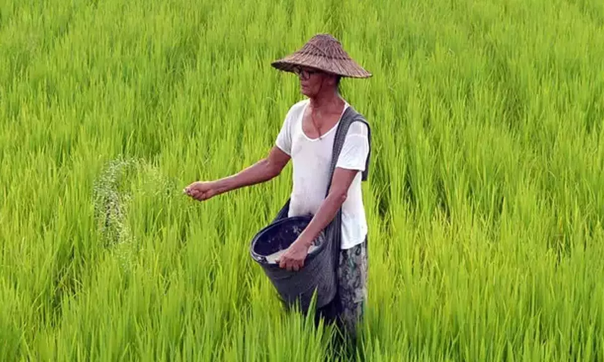 Severe depression threatens AP: Farmers Urged to Take Precautions During Harvest