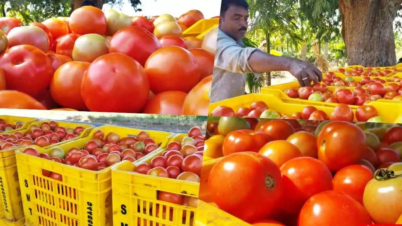 ‘Red beauty’ price crash leaves farmers in distress