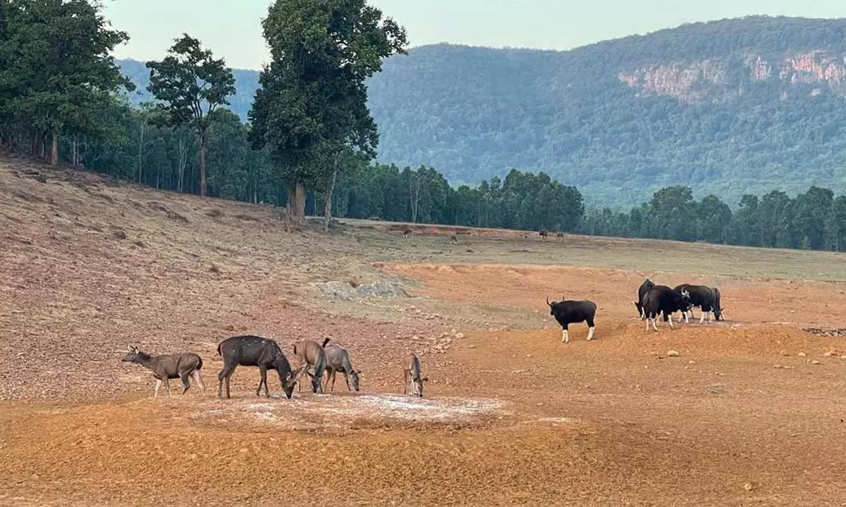 Armed force to protect wildlife in Similipal