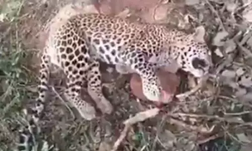 Leopard dies after falling in a trap in Andhra Pradesh