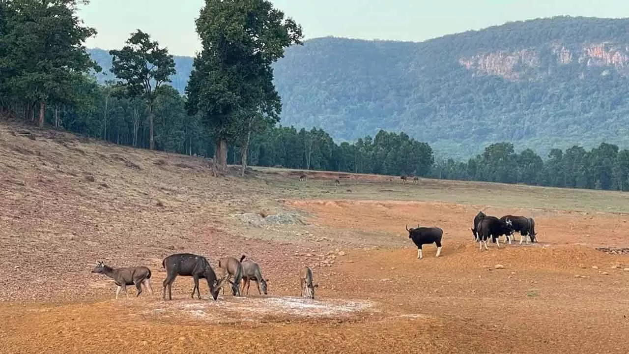 Armed force to protect wildlife in Similipal