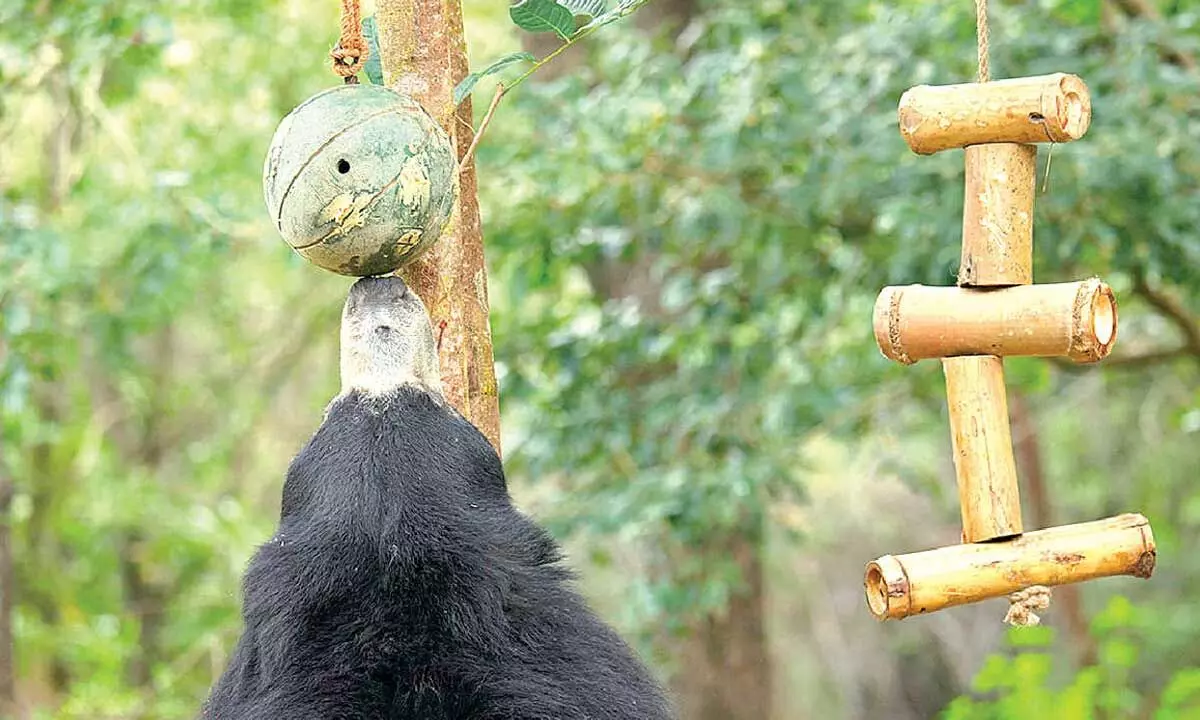 No strings attached: Last dancing bear celebrates 15 years of freedom