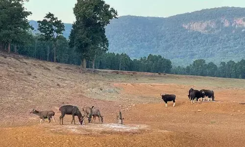 Armed force to protect wildlife in Similipal