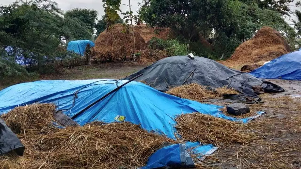 Incessant rains damage paddy in Srikakulam