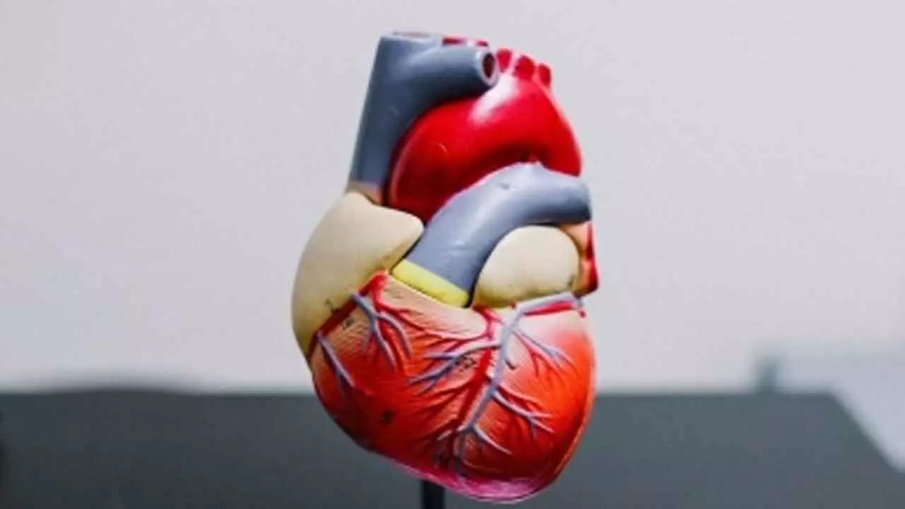 Heart muscles can regenerate in some people, says study