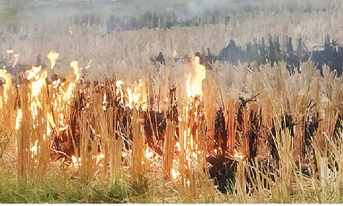 Fire being set to dry grass after harvest