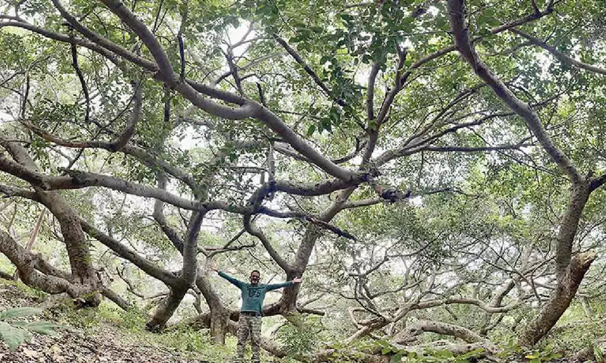 Nature enthusiast’s quest to document ancient trees