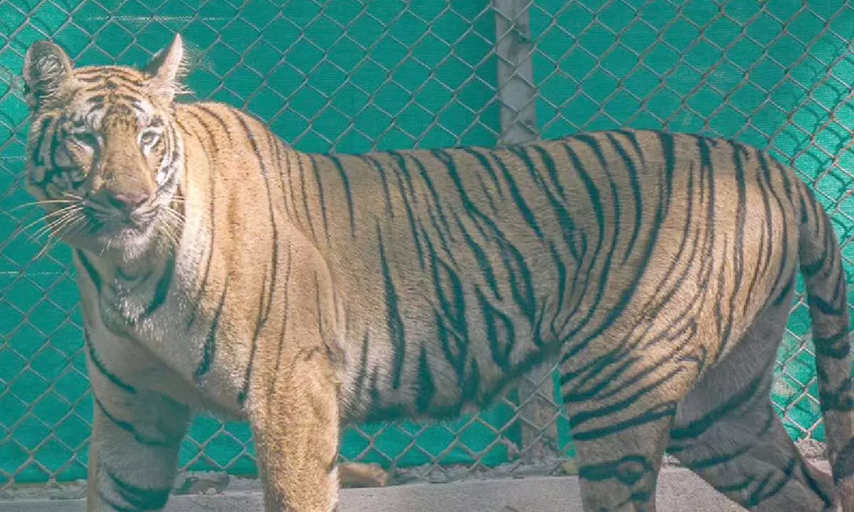 Tigresses are in good health, say officials