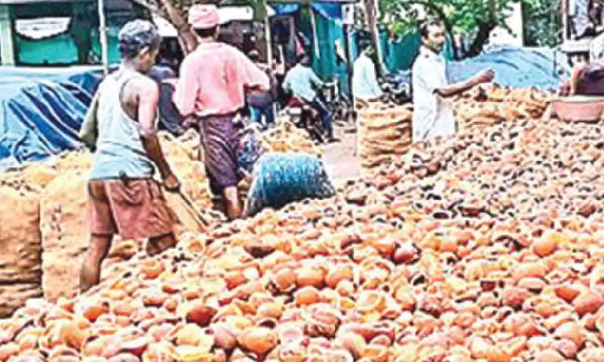 Hike in support price brings cheer to coconut farmers