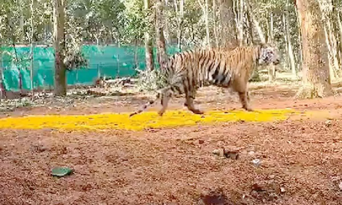 Tigress Zeenat spotted in Purulia