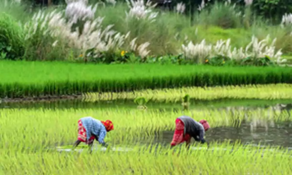 Inflation burden eases for farm and rural labourers