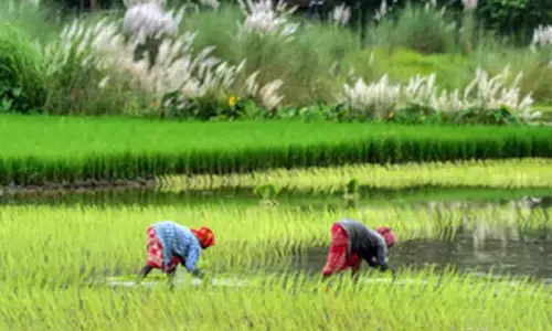 Inflation burden eases for farm and rural labourers
