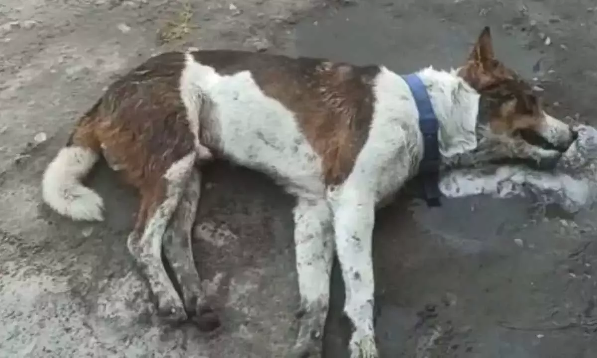 Outrage as stray dogs poisoned in Sullurpeta