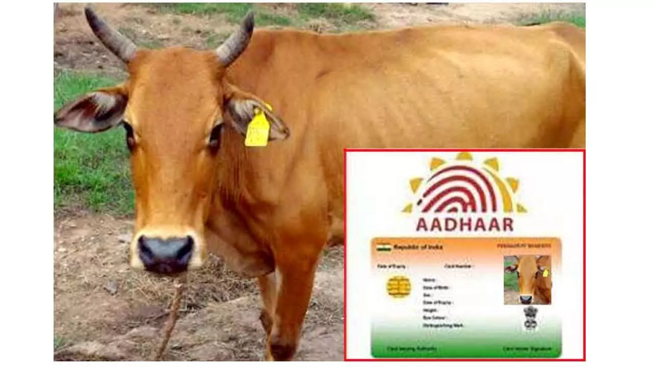 Now cattle to be issued Aadhaar ID