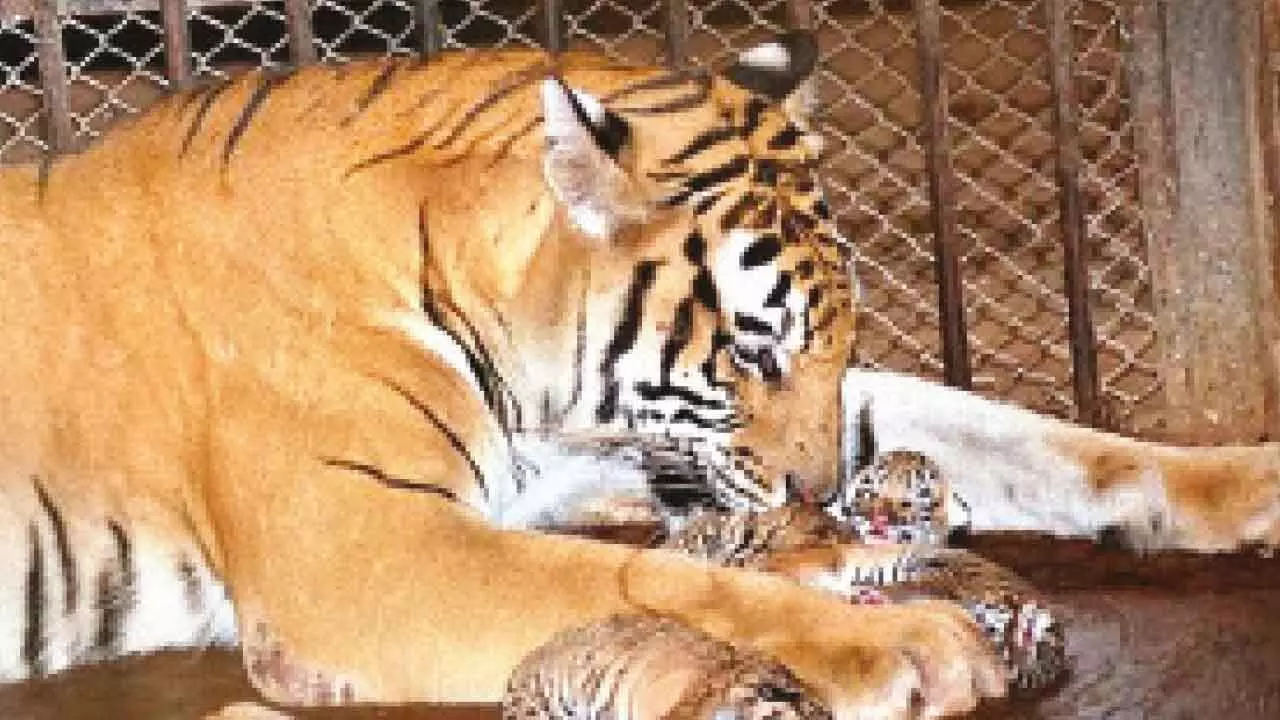 Tigress ‘Rani’ at Pilikula zoo delivers two cubs