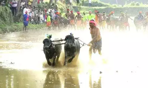 Coastal enthusiasts rejoice as govt announces funding for Kambala