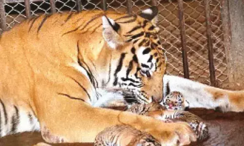 Tigress ‘Rani’ at Pilikula zoo delivers two cubs