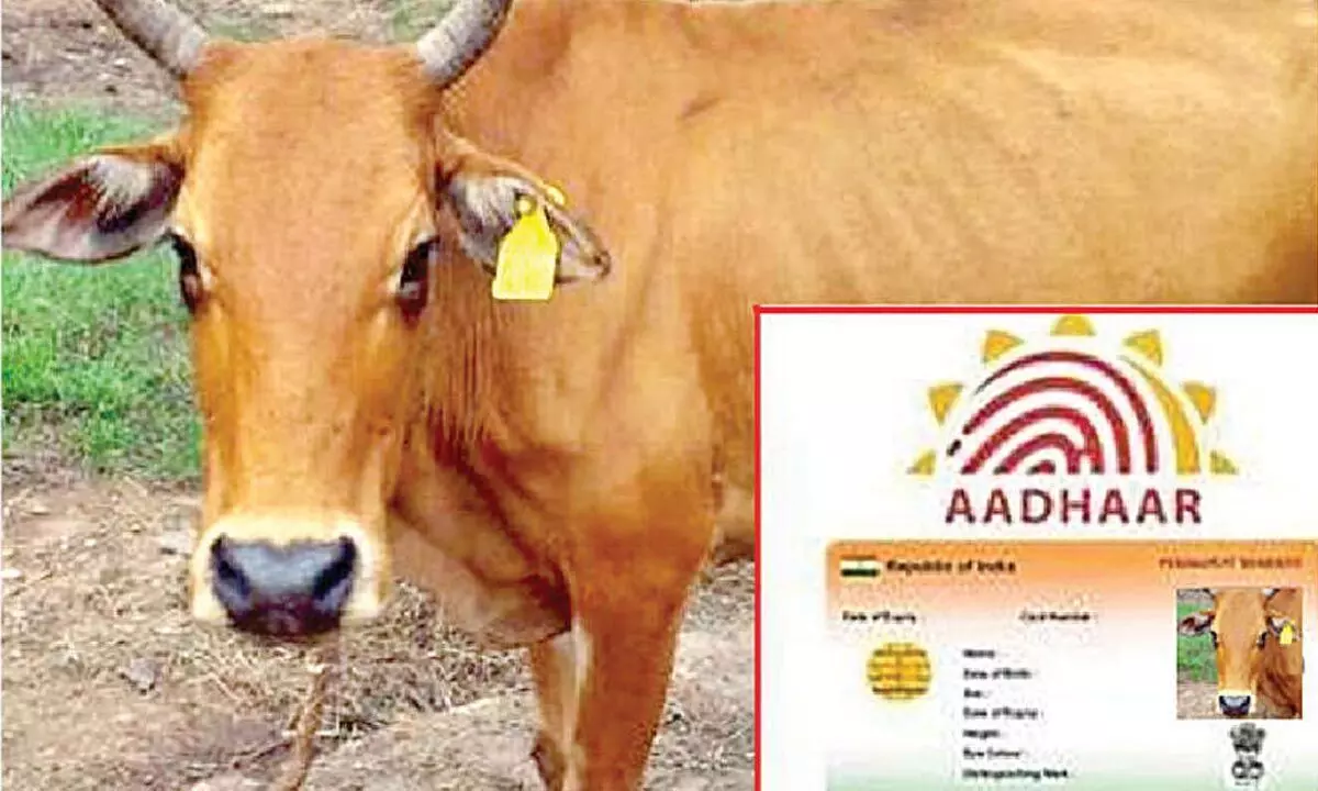 Now, cattle to be issued Aadhaar ID