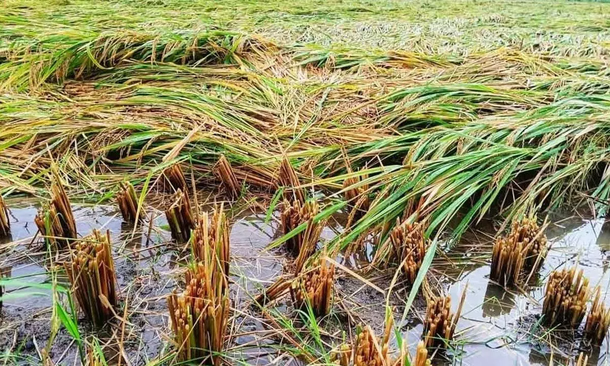 Paddy inundated in over 2,000 acres in Palnadu dist