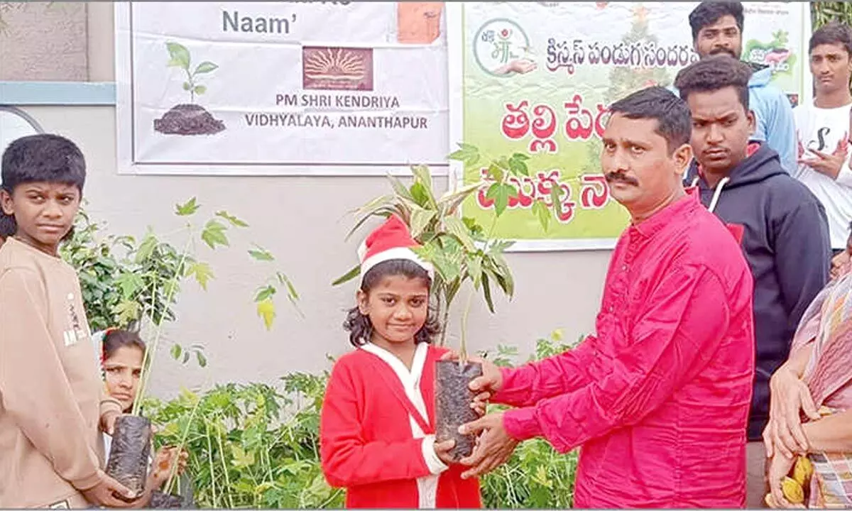 Saplings distributed during Christmas fete