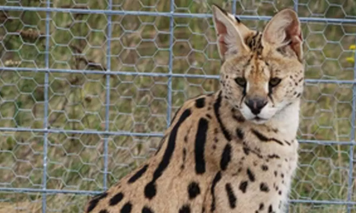 African Wild Cat rescued by BSF along India-Bangladesh border