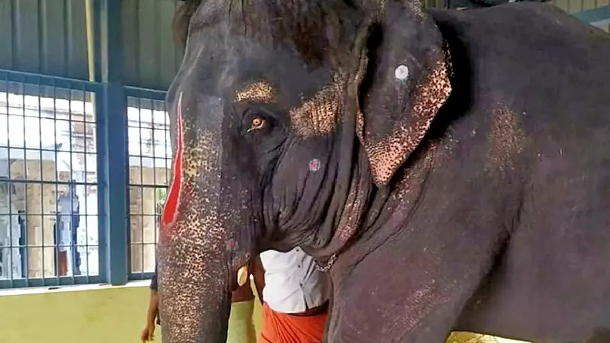 Activist Harassed and Attacked While Documenting Elephant’s Ordeal at Tamil Nadu Temple