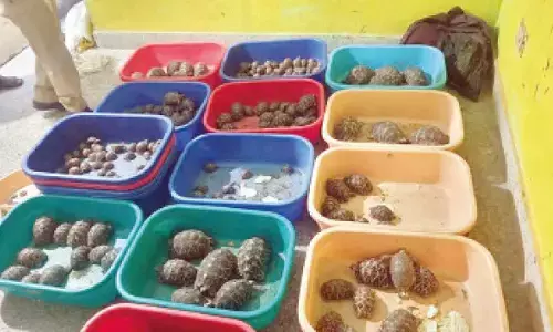 Hyderabad: 2 arrested for smuggling; 281 starfish, 160 tortoises seized